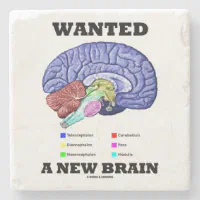 Wanted A New Brain Anatomical Brain Humor Stone Coaster Zazzle