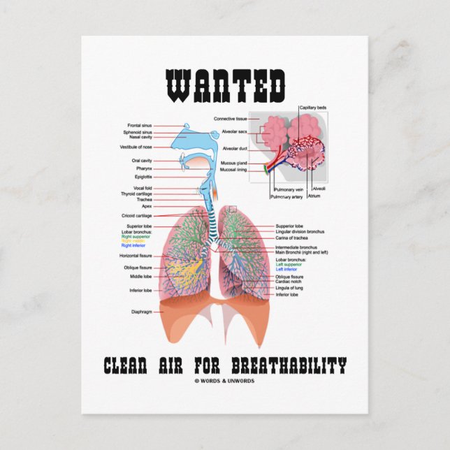 Wanted Clear Air For Breathability (Respiratory) Postcard (Front)