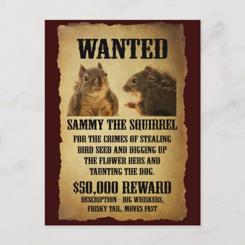 Wanted Poster with Squirrel Postcard