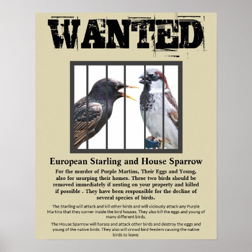 Wanted  Starling and House Sparrow Poster