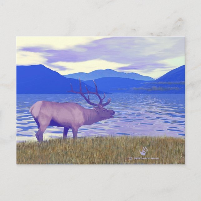 Wapiti (Elk) By The Lake Postcard (Front)