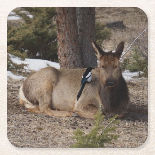 Wapiti Elk  Magpie  Square Paper Coaster