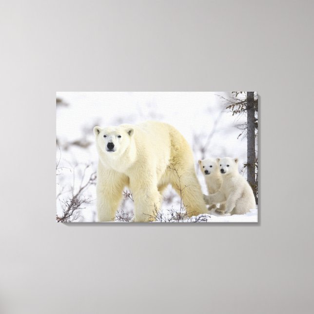 Wapusk National Park, Canada. Canvas Print (Front)