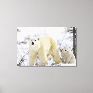 Wapusk National Park, Canada. Canvas Print