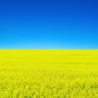 War and Peace Postcard