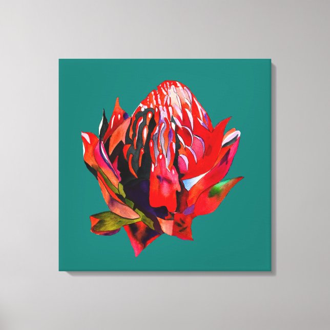 Waratah Australian native flower watercolor Canvas Print (Front)
