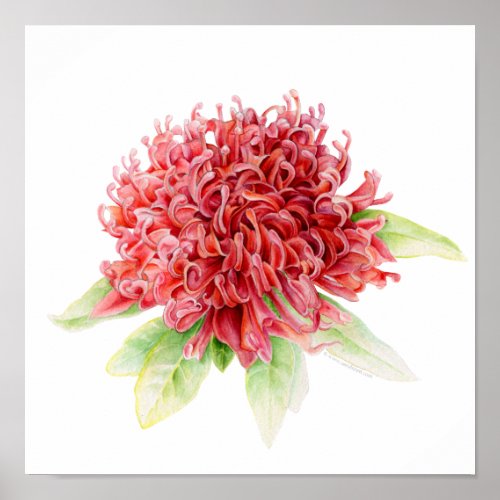 Waratah botanical fine art watercolor poster print