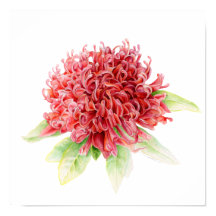 Waratah botanical fine art watercolor poster print