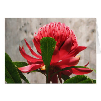 Waratah Cards