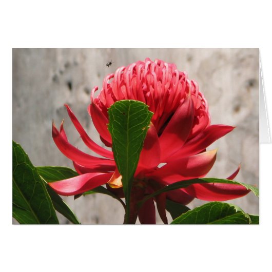 Waratah Cards (Front Horizontal)