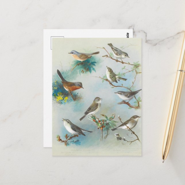 Warbler and Wrens,  Postcard (Front/Back In Situ)