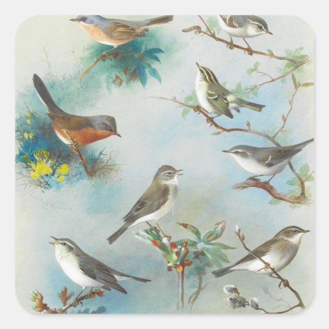Warbler and Wrens,  Square Sticker (Front)
