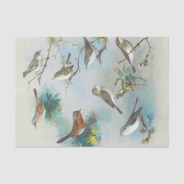 Warbler and Wrens,  Tissue Paper (Front)
