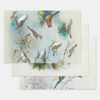 Warbler and Wrens, Wrapping Paper Sheets