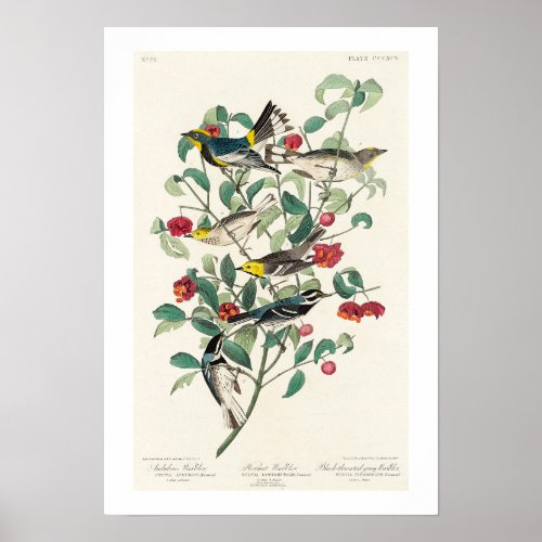 Warbler by Audubon Poster