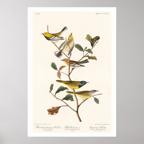 Warbler by Audubon Poster