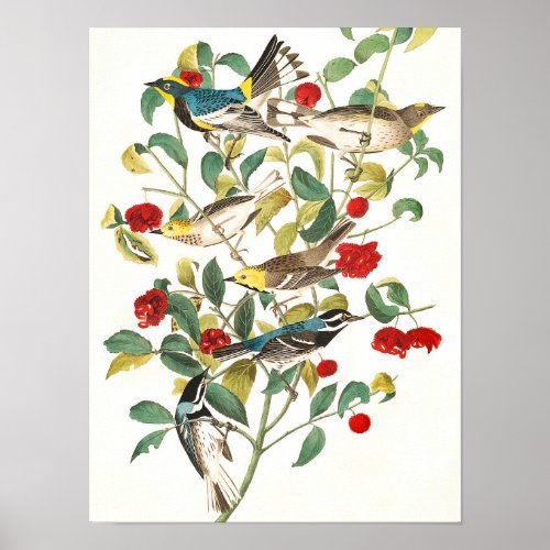 Warbler by John James Audubon Poster