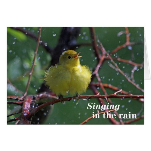 Warbler Cards (Front Horizontal)