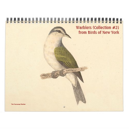 Warbler Collection 2 Lithographs from Birds of NY Calendar