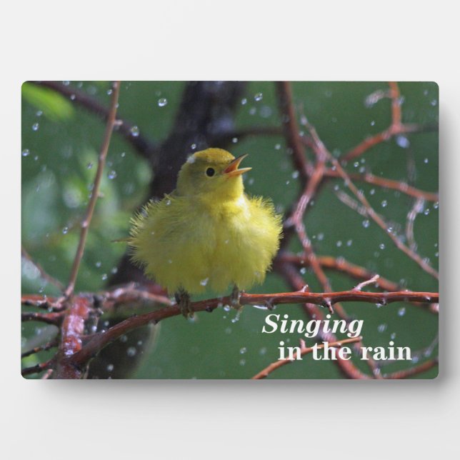 Warbler Plaque (Front)