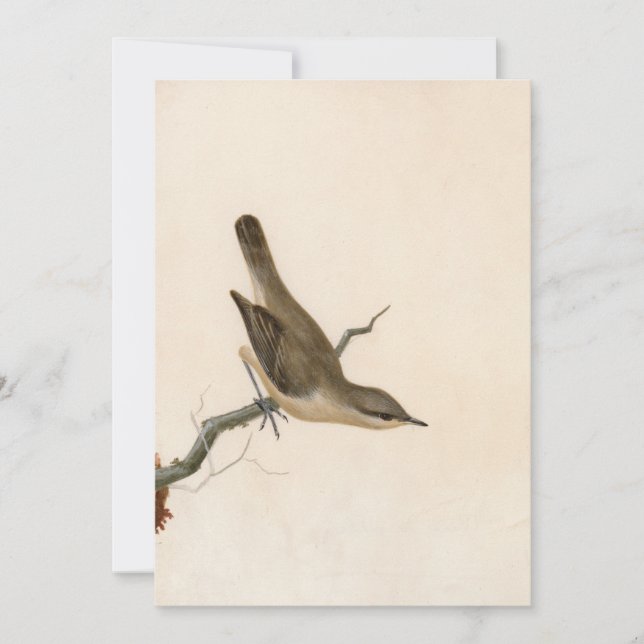 Warbler Reed Wren | William Lewin (Front)