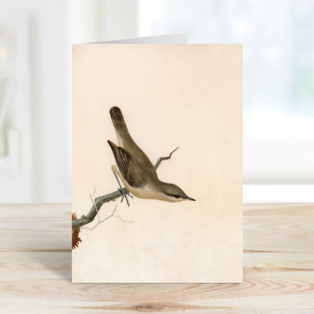 Warbler Reed Wren | William Lewin Card (Creator Uploaded)