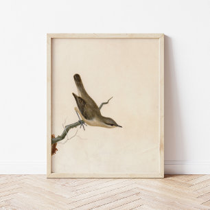 Warbler Reed Wren William Lewin Poster