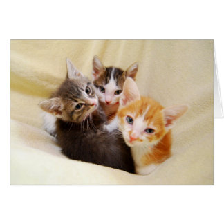 Warm and Fuzzy Kitten Trio Cards