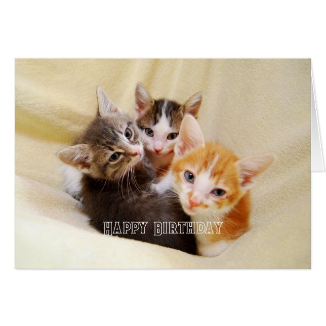 Warm and Fuzzy Kitten Trio Happy Birthday Cards (Front Horizontal)