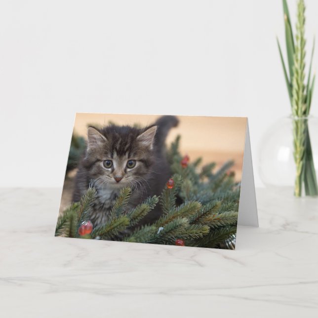 Warm Cat Christmas Greeting Card (Front)