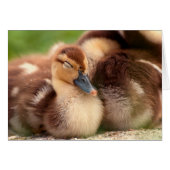Warm fuzzy ducklings (Front Horizontal)