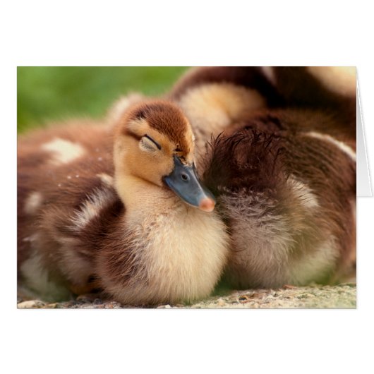 Warm fuzzy ducklings cards (Front Horizontal)