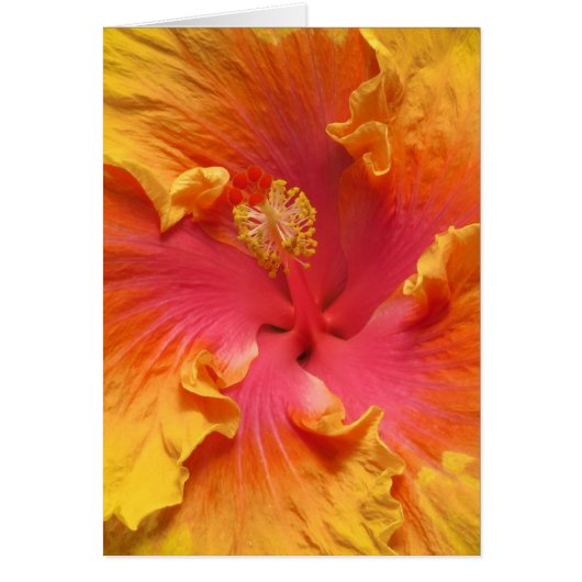 Warm Hibiscus Cards (Front)