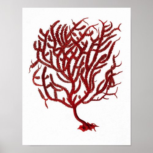 Warm Red Sea Coral no11 Beach Wall Art Print