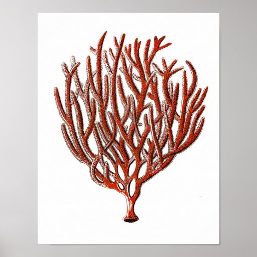 Warm Red Sea Coral no.1 Beach Wall Art Print | Zazzle