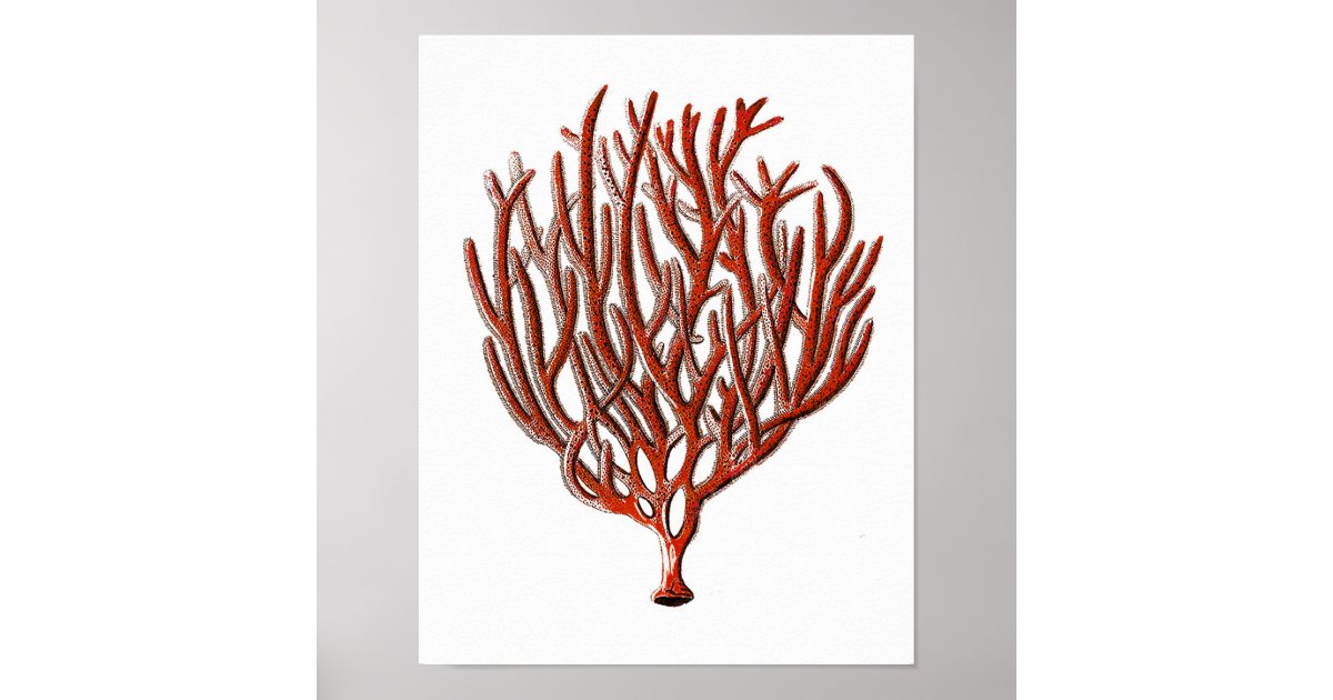 Warm Red Sea Coral no.1 Beach Wall Art Print | Zazzle