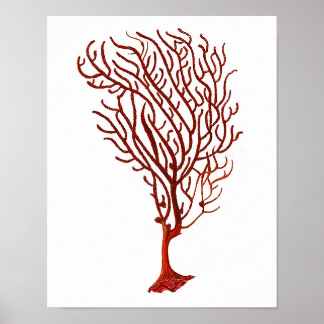 Warm Red Sea Coral no.5 Beach Wall Art Print (Front)
