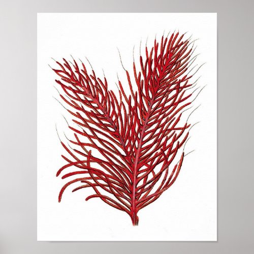 Warm Red Sea Coral no8 Beach Wall Art Print