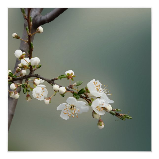 warm spring poster (Front)