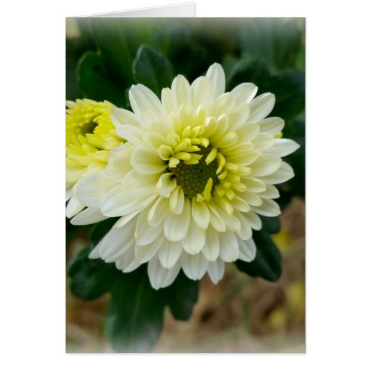 warm white of autumn cards (Front)