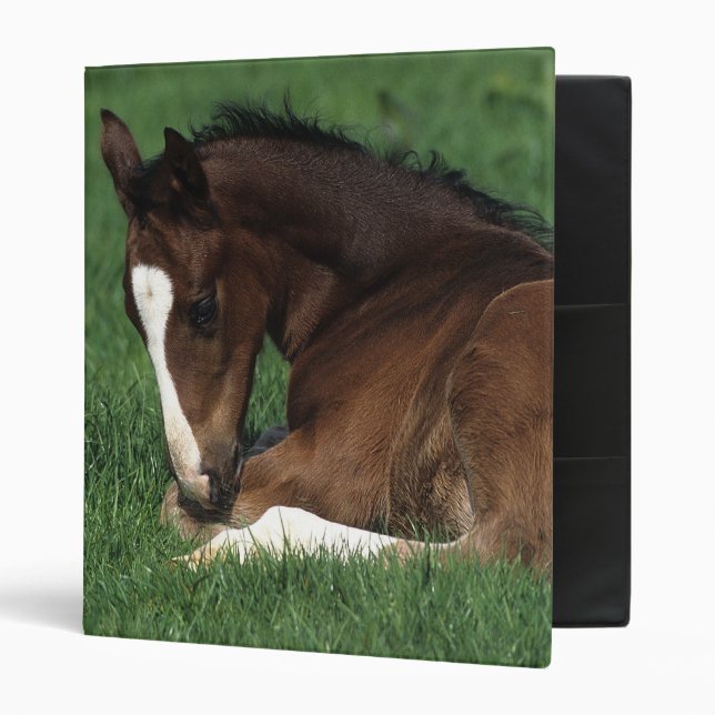 Warmblood Foal Laying Down 3 Ring Binder (Front/Inside)