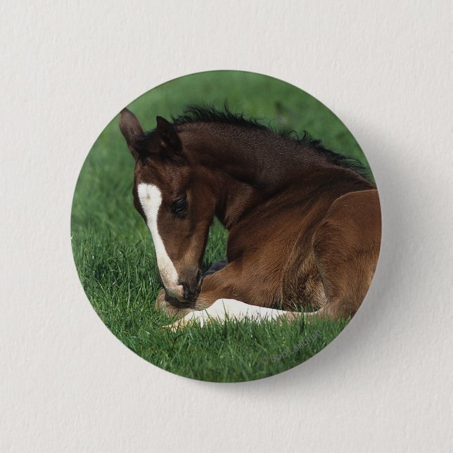 Warmblood Foal Laying Down Button (Front)