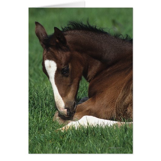 Warmblood Foal Laying Down Cards (Front)
