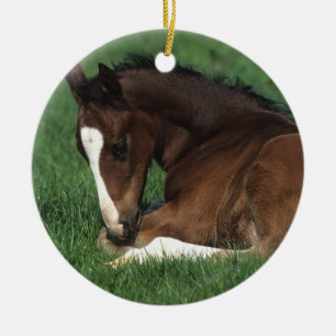 Warmblood Foal Laying Down Ceramic Ornament