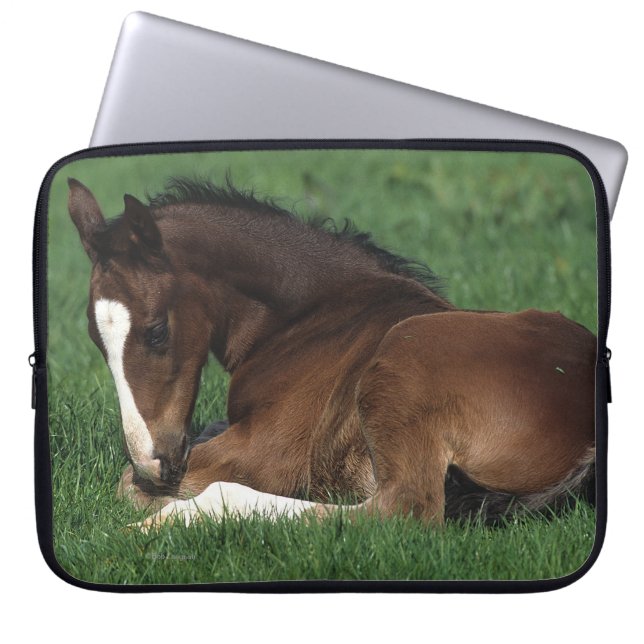 Warmblood Foal Laying Down Laptop Sleeve (Front)