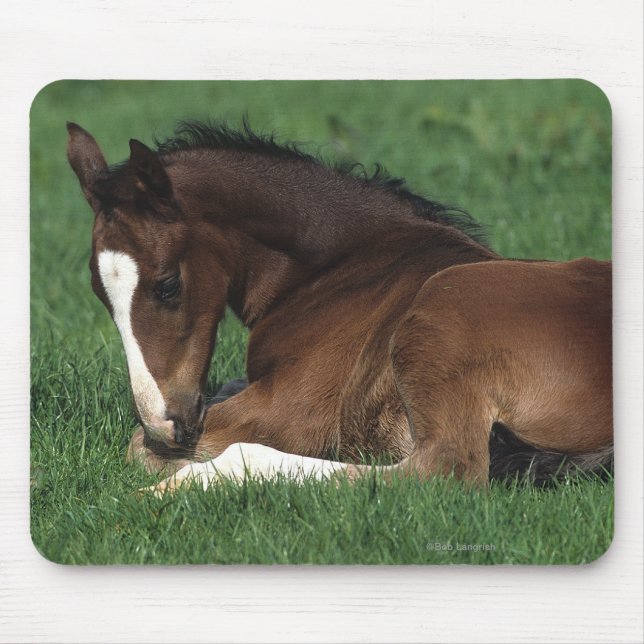 Warmblood Foal Laying Down Mouse Pad (Front)