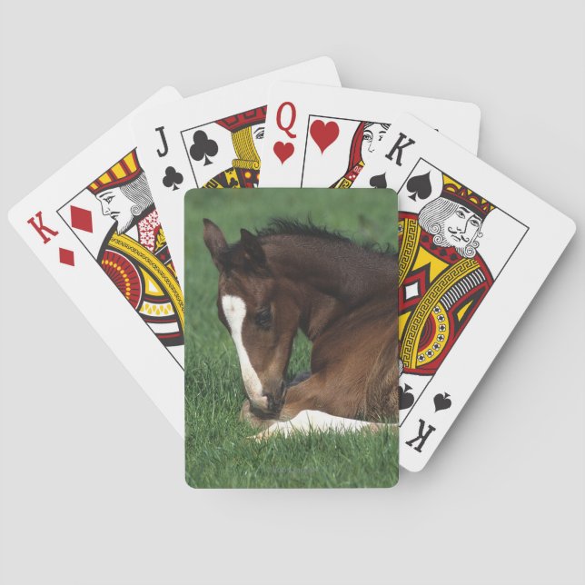 Warmblood Foal Laying Down Poker Cards (Back)