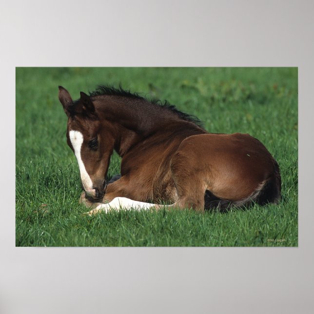 Warmblood Foal Laying Down Poster (Front)