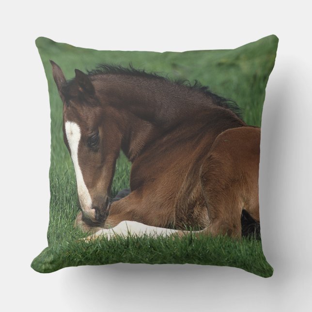 Warmblood Foal Laying Down Throw Pillow (Front)