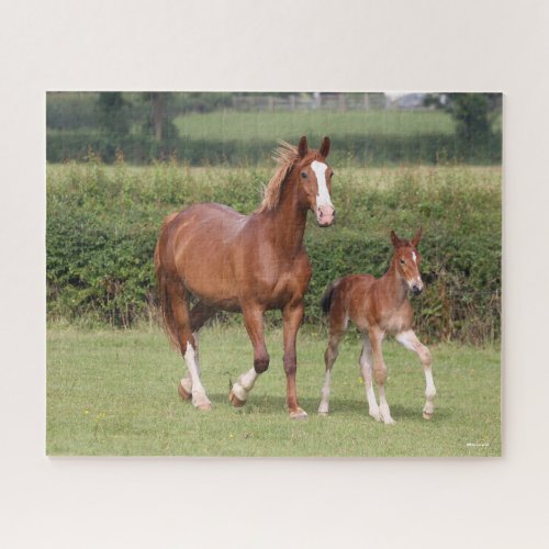 Warmblood Mare and Foal Walking Together Jigsaw Puzzle